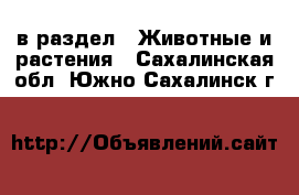  в раздел : Животные и растения . Сахалинская обл.,Южно-Сахалинск г.